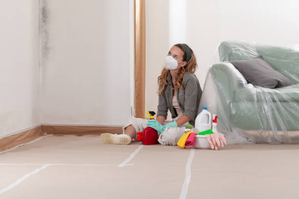 Reliable Black Mold Remediation contractor in Jarratt, VA by 24 Hour Mold Removal