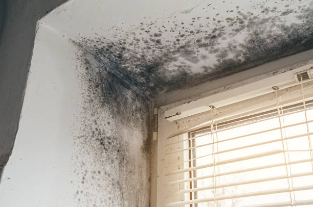 Affordable Black Mold Remediation solutions in Jarratt, VA
